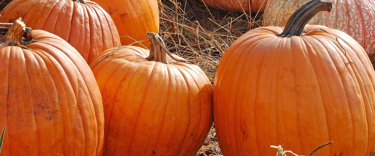The Great Pumpkin The Rhode Ahead