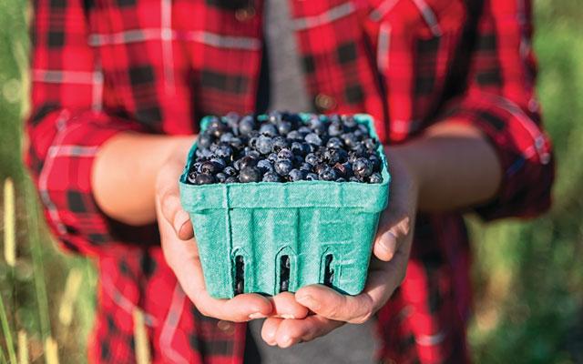 Blueberries in Your Backyard